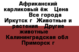 Африканский карликовый ёж › Цена ­ 6 000 - Все города, Иркутск г. Животные и растения » Другие животные   . Калининградская обл.,Приморск г.